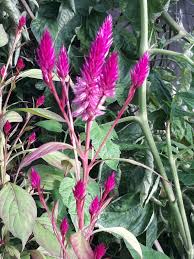 Image result for Celosia argentea