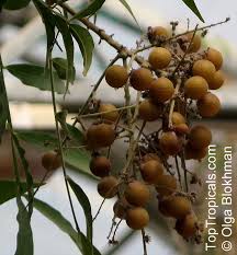 Image result for Sapindus saponaria