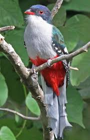 Travel To Cuba With Birdnote Birdnote Beautiful Birds Pretty Birds Nature Birds