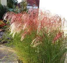 Image result for Miscanthus