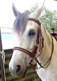 Hööks hestesport er skandinavias ledende foretak innen hestesportsutstyr og har et bredt sortiment med alt til rytter, hest og hund. Die Wahl Des Richtigen Gebisslos Zaumes 4my Horse