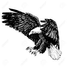 Black And White Eagle Clipart Images Vector Black And White Eagle Hand Drawn On White Background Eagle Vector Vector Images Eagle Drawing
