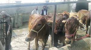 Punjab Dairy Farmers See No Economic Benefits In Switching From Holsteins To Sahiwal India News The Indian Express Calcium is the ultimate source from milk as well it's by products, which is essential for our bone heal.