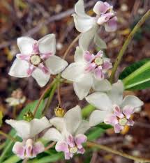 Image result for Gomphocarpus semilunatus