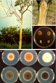 Image result for Pseudopeziza tracheiphila