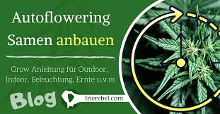 Check spelling or type a new query. Autoflowering Samen Anbauen Outdoor Indoor Grow Anleitung Beleuchtung Dunger Ernte U V M Irierebel
