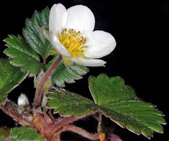 Image result for Fragaria chiloensis