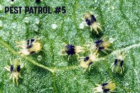 They spin webs just like spiders, which is the first clue to looking closely for them on plants. Spider Mites Monster U