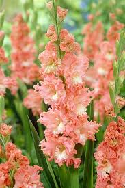But many are too tender to survive a cold winter, which. The Complete Guide To Bulbs David Domoney Summer Flowering Bulbs Flower Bulbs Garden Bulb Flowers
