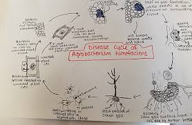 Image result for Rhizobium radiobacter, syn. Agrobacterium tumefaciens