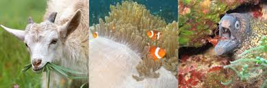 Maybe you would like to learn more about one of these? Symbiose Definition In Der Biologie Mit Beispielen