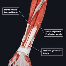 The muscles (and associated muscle tissues) labelled in the posterior muscles diagram shown above are listed in bold the following table by part. Muscle Compartments Of The Forearm Complete Anatomy