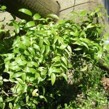 Image result for Asparagus asparagoides