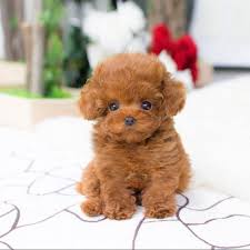 I don't know why but all of our puppies love these stupid toothy puppy toys. 100 Money Back Guarantee Shipping Gt Gt Worldwide Express Shipping Available Handling Time Gt Gt Ship Within 24 H Teddy Dog Red Poodles Teacup Poodles For Sale