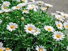 Pin On Garden