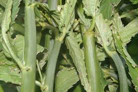 Image result for Caperonia