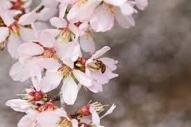 Check spelling or type a new query. New Ohio State University Research Confirms Importance Of Almond Board S Honey Bee Best Management Practices