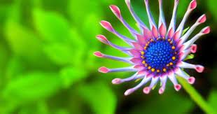 Download the background for free. Hd Wallpapers Wallpapers Download High Resolution Wallpapers Hd Wallpapers Wallpapers Download High Resolution Wallpapers Consists Of Nature Wallpapers Best Flower Wallpaper Flower Images Wallpapers Macro Photography Nature