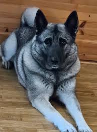 Image result for norwegian elkhound grey