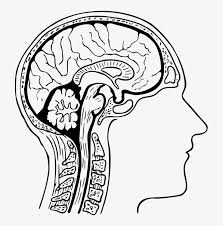 The central nervous system, which includes the brain and spinal cord, and the peripheral nervous system (all the other. Human Brain Drawing Diagram Nervous System Cerebro Humano Para Colorear Free Transparent Png Download Pngkey