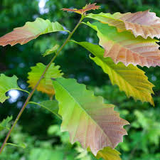 Image result for oak sapling