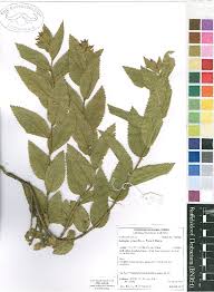 Image result for Acalypha chirindica