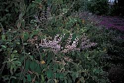 Image result for Congea