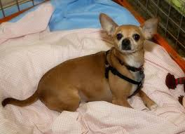 Petcareavenue.com provides you with a list of 3 kennels in westbrook, maine. Pet Adoption Westbrook Maine The Y Guide