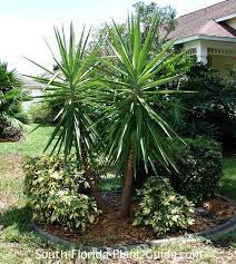 Large varieties command attention as specimen plants. Agave Yucca