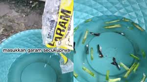 Caranya, haluskan 6 siung bawang putih dan membiarkannya dalam setengah cangkir minyak mineral semalaman. Pemuda Ini Bikin Tutorial Hidupkan Ikan Mati Pakai Garam Dan Daun Bawang Kumparan Com