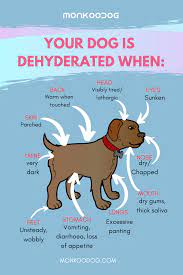 Signs That Show Your Dog Is Dehydrated Dog Brain Training Dog Brain Dog Training