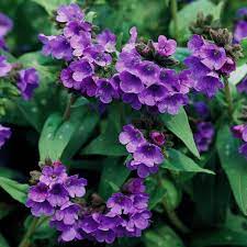 What kind of tree has purple flowers? Best Perennials For Shade Better Homes Gardens