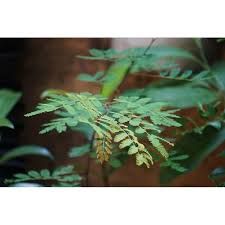 Image result for Libidibia coriaria