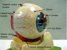 Image Result For Eye Model Labeled Eye Anatomy Human Anatomy And Physiology Anatomy Models