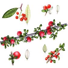 Image result for Rosaceae