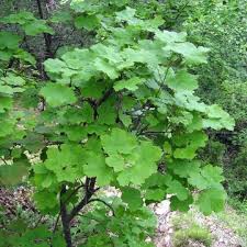 Came across this place and so glad i did. Acer Opalus Italian Maple