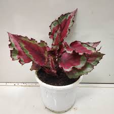 Rex begonias are not easy care plants and are mainly grown indoors, especially in the st. Rex Begonia Spitfire Nursery Buy