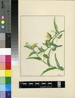 Image result for Canavalia africana