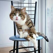 pin ot polzovatelya nancy jimenez na doske kittens cats smeshnoj kot smeshnye koshki smeshnye zhivotnye