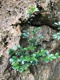 Image result for Diospyros ferrea