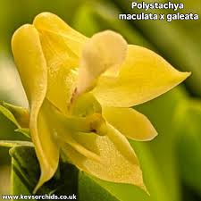 Image result for Polystachya