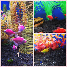 Sights In Aquarium Adventure The Colors Of These Galactic Glo Tetras Are So Pretty They Re A Variation Of The White S Selective Breeding Fresh Water Aquarium
