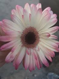 Image result for Gerbera viridifolia