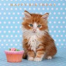 Pin On Kitty Birthdays