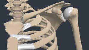 Image result for Shoulder History