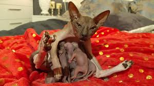 Cat Mommy Nursing Cute Newborn Baby Kittens Don Sphynx Asmr Youtube
