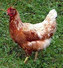 Ayam (gallus gallus domesticus) adalah unggas yang biasa dipelihara orang untuk dimanfaatkan untuk keperluan hidup pemeliharanya. Ayam Petelur Unggul White Leghorn Hannayuri