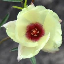 Image result for Hibiscus malacospermus