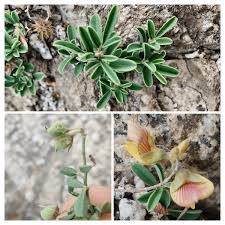 Image result for Argyrolobium stolzii