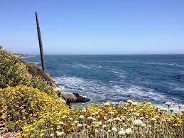 We did not find results for: Where To Find The Best Wildflowers In Santa Cruz County Visit Santa Cruz County